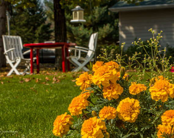 Yellow marigold, red table, and two white chairs in the backyard of Taylors Falls, MN